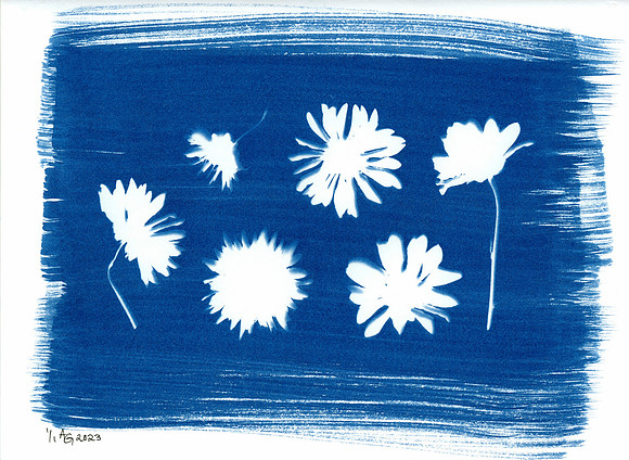 "Daisy" / 2023 / Cyanotype 12"x9" paper