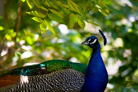 Indian peafowl (Pavo cristatus)
